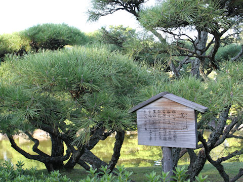 Pinus densiflora f. umbraculifera