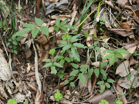 Elatostema umbellatum var. majus