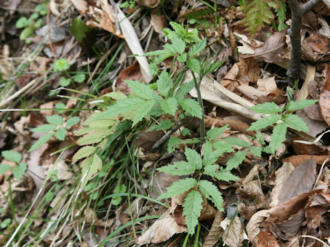 Elatostema umbellatum var. majus