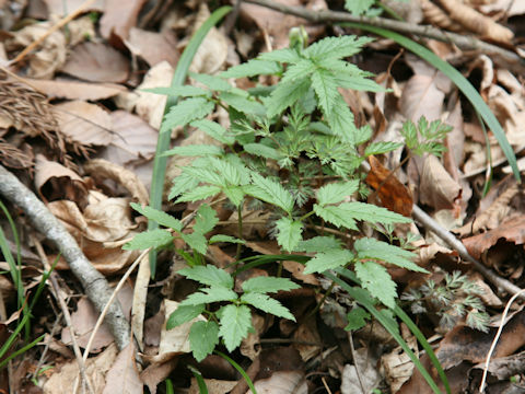 Elatostema umbellatum var. majus