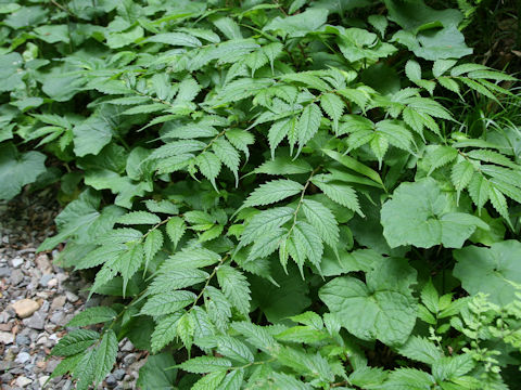 Elatostema umbellatum var. majus