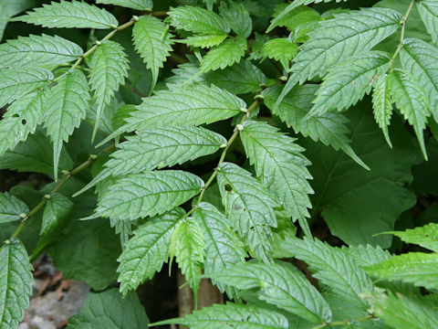 Elatostema umbellatum var. majus