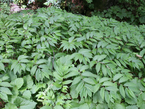 Elatostema umbellatum var. majus