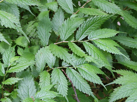 Elatostema umbellatum var. majus