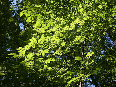 Prunus grayana