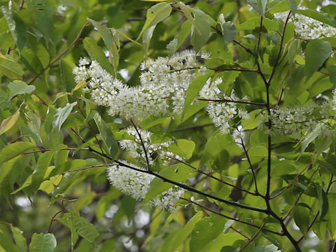 Prunus grayana