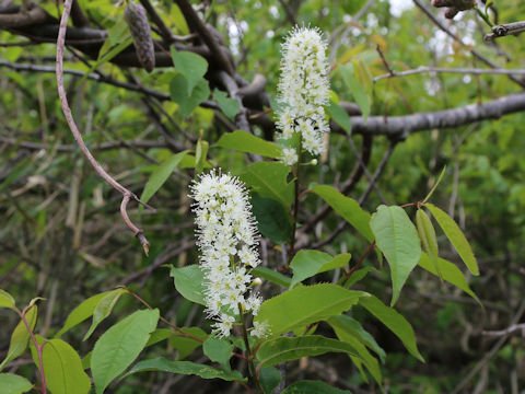 Prunus grayana