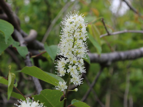 Prunus grayana