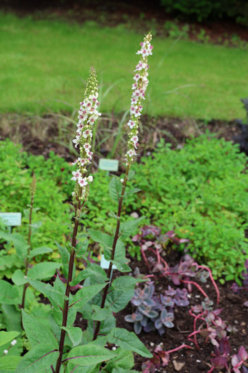 Verbascum chaixii
