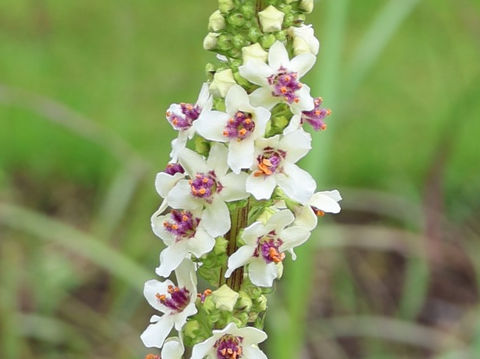 Verbascum chaixii