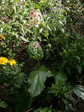 Verbascum x hybridum cv. Southern Charm