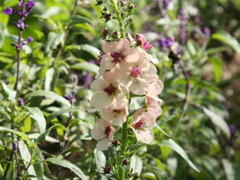 Verbascum x hybridum cv. Southern Charm