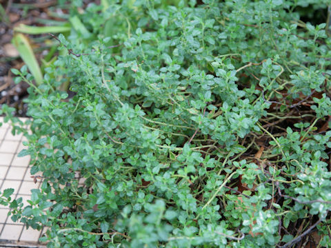 Teucrium chamaedrys