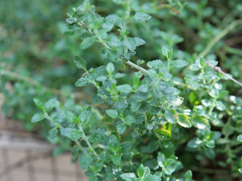 Teucrium chamaedrys