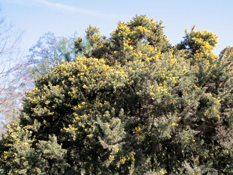 Ulex gallii