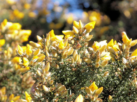 Ulex gallii