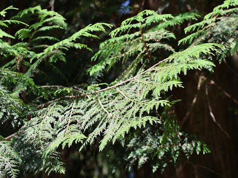 Thuja plicata