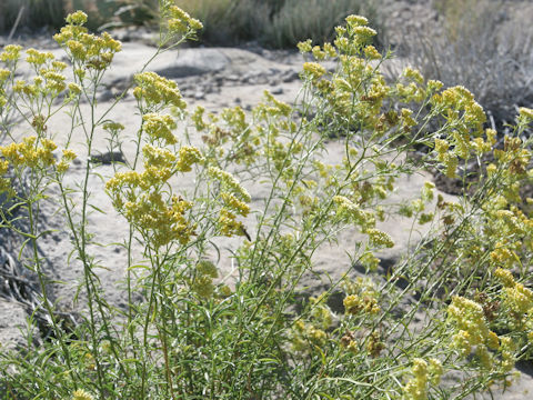 Chrysothamnus viscidiflorus