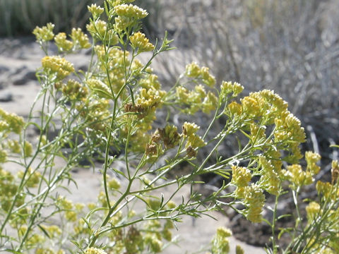 Chrysothamnus viscidiflorus