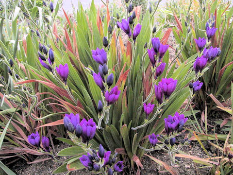 Babiana nervosa