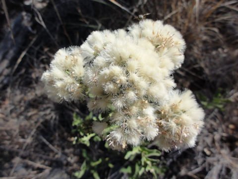 Baccharis salicifolia