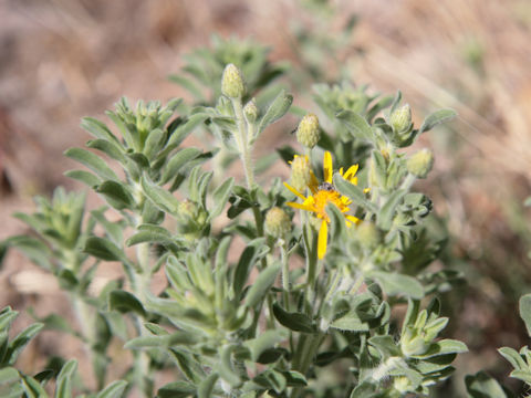 Bahia absinthifolia