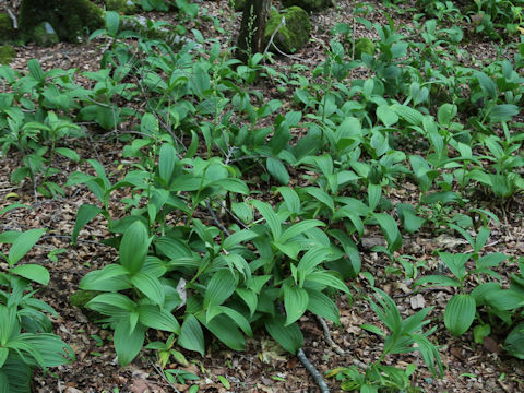 Veratrum album ssp. oxysepalum