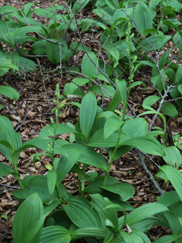 Veratrum album ssp. oxysepalum