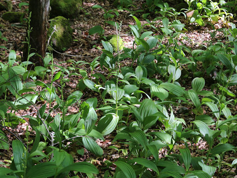 Veratrum album ssp. oxysepalum