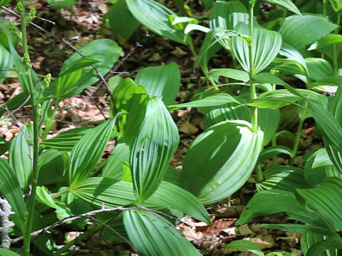 Veratrum album ssp. oxysepalum