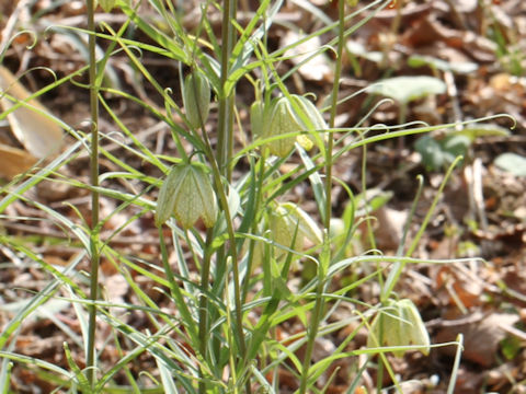 Fritillaria verticillata var. thunbergii