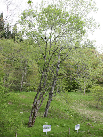 Salix bakko