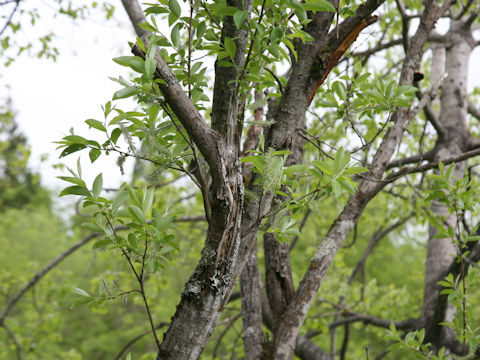 Salix bakko