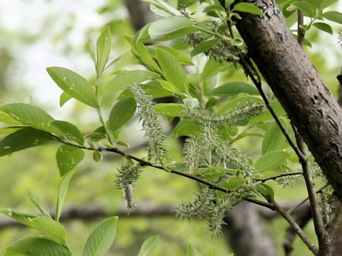 Salix bakko