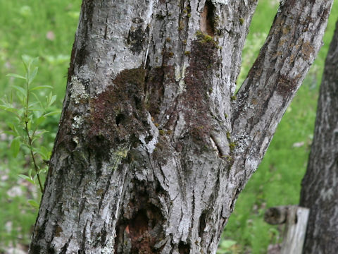 Salix bakko