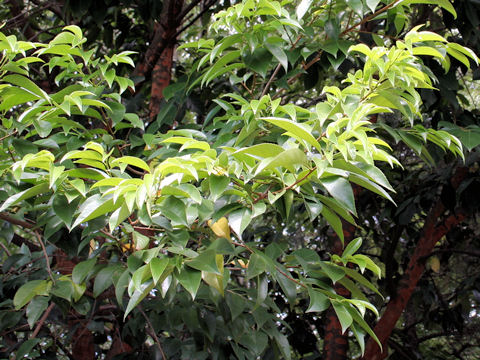 Prunus zippeliana
