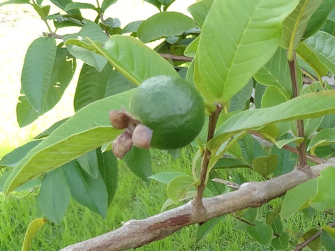 Psidium guajava cv. Ruby Guava