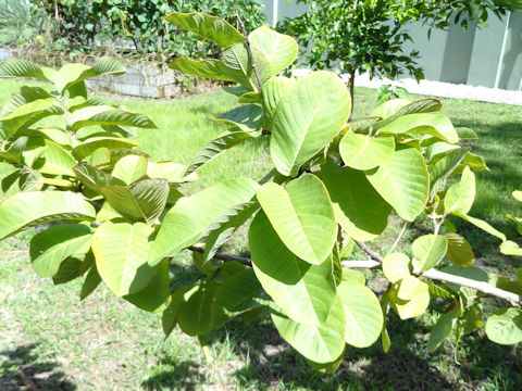 Psidium guajava cv. White Guava