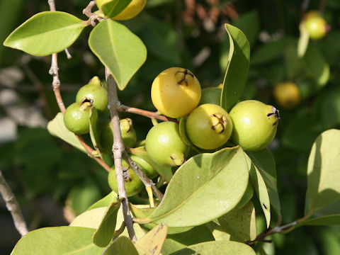 Psidium guajava