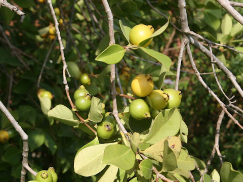 Psidium guajava