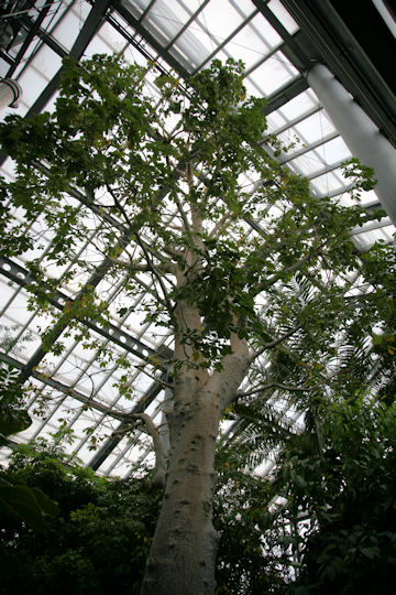 Adansonia digitata