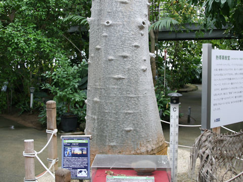 Adansonia digitata