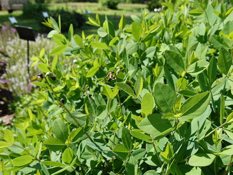 Baptisia cv. Lemon Meringue