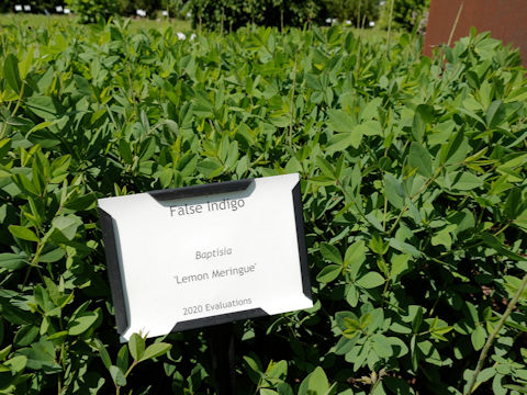 Baptisia cv. Lemon Meringue