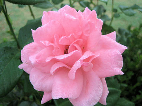 Rosa cv.