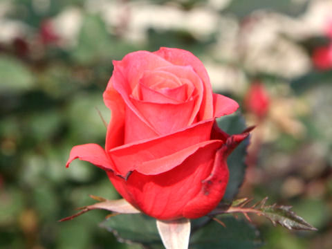 Rosa cv. Lady Rose