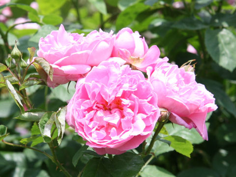 Rosa cv. Mary Rose