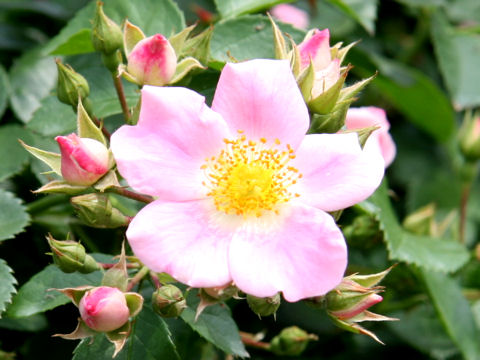 Rosa cv. Pink Bassino