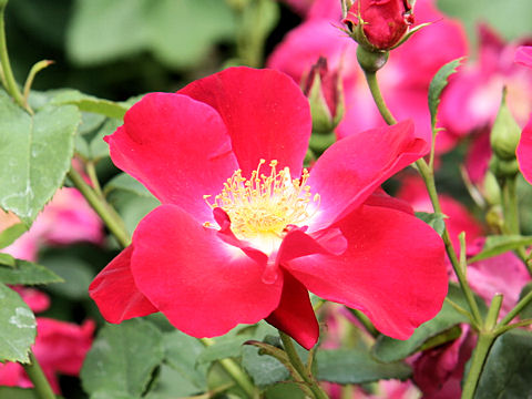 Rosa cv. Red Coat