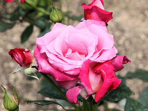 Rosa cv. Miyakooji